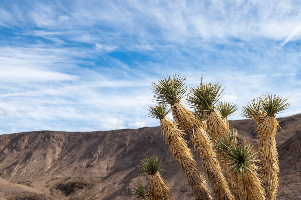 Desert yucca plants in the foreground with rugged mountains and a partly cloudy sky in the background.