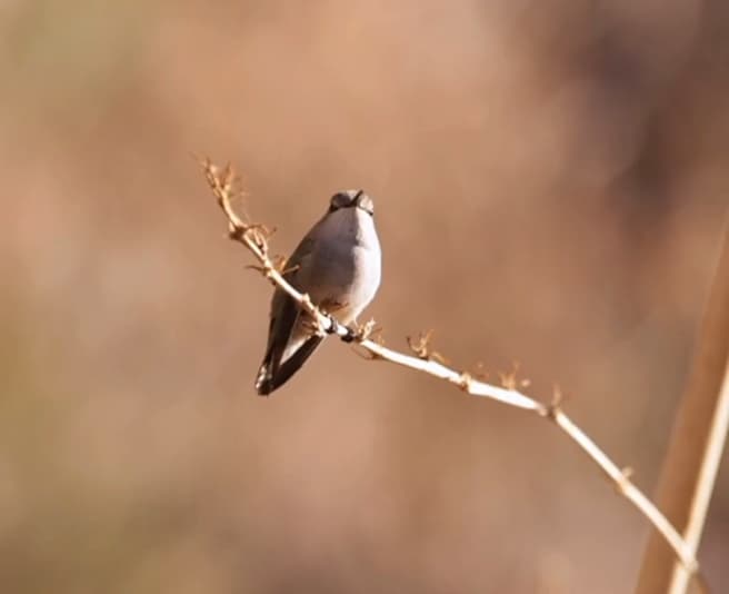 Small desert bird perched on a branch with soft natural background and warm tones.